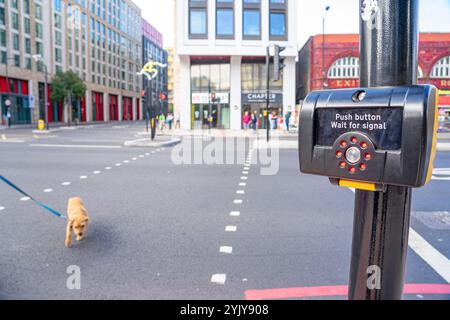 Taste und grünes Signal aktivieren, um Fußgängern auf der Spur Platz zu geben, London.UK. Stockfoto