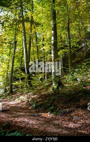 Malerische Naturvielfalt von Müllerthal, Luxemburgs kleiner Schweiz, Wanderwege, Felsformationen, moosbedeckte Wälder, Touristenziel in E Stockfoto