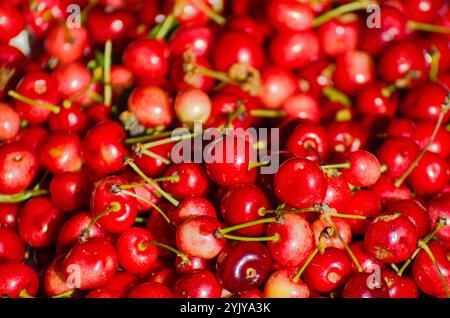 Kirschhaufen aus biologischem Anbau, Textur für Obstdesign-Hintergründe Stockfoto