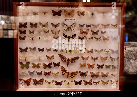 Innsbruck, Österreich - September 30 2024: Ausstellung von alpinen Schmetterlingen und Motten im Kaiserschützen Museum - Tiroler Panoramabuseum Stockfoto