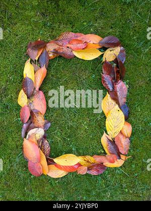 Der Buchstabe O entstand aus bunten Herbstblättern auf grünem Hintergrund Stockfoto