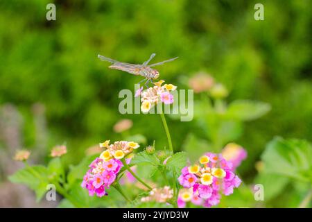 Eine Libelle stand sanft auf einer bunten lantana Camara Blume im Wald. die libelle sitzt auf einer rosa Lantana-Blume Stockfoto