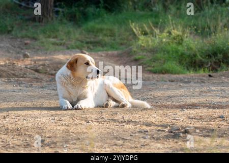 Weißer Straßenhund, der auf dem Boden liegt und sich umsieht. Tier Stockfoto