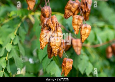 Samenkapseln und Blätter des Goldenen Regenbaums, Koelreuteria paniculata. Flora Stockfoto