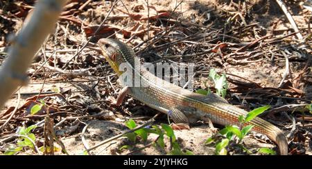 Schwarz beschichtete Echse (Gerrhosaurus nigrolineatus) Stockfoto