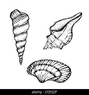 Muscheln Vektor-Illustration Kollektion. Unterwasserschalen im Umrissstil. Setzen Sie die Zeichnung der Weichtiere in einem einfachen linearen Stil. Stilisierte Grafiken Stock Vektor