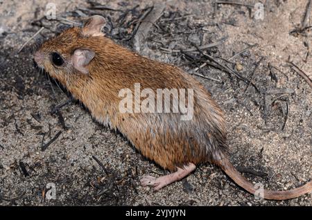 Bushveld-Gerbil (Gerbilliscus leucogaster) Stockfoto