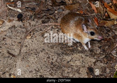 Bushveld-Gerbil (Gerbilliscus leucogaster) Stockfoto