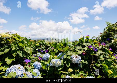 Sommervegetation auf den Azoren, Hortensie am Straßenrand, Landschaften mit Blumen. Stockfoto