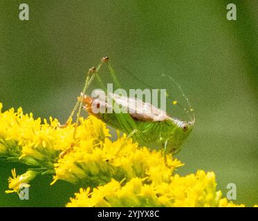 Kurzflügelweide Katydid (Conocephalus brevipennis) Stockfoto