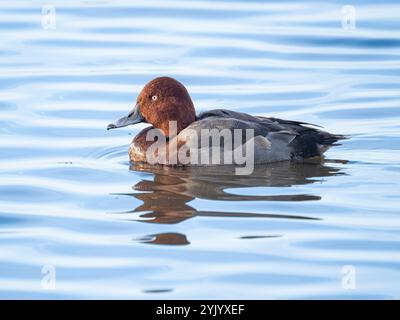 Männlicher Hybrid Pochard (Aythya ferina) x ferruginöse Ente (Aythya nyroca), Ouse Washes, Welney, Norfolk Stockfoto