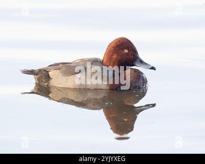 Männlicher Hybrid Pochard (Aythya ferina) x ferruginöse Ente (Aythya nyroca), Ouse Washes, Welney, Norfolk Stockfoto