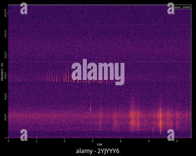 Pygmy Pipistrelle (Pipistrellus pygmaeus) Stockfoto