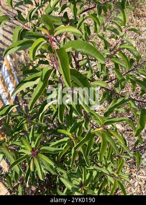 lorbeersumac (Malosma laurina) Stockfoto