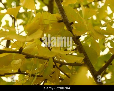 goldene Blätter im Gingko-Biloba-Baum im Herbst, Herbstlaub Hintergrund. Saisonale Naturdetails Stockfoto