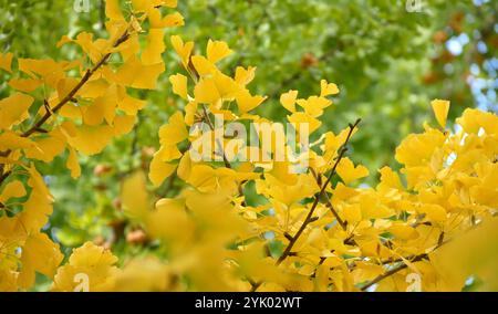 Gingko biloba Herbstlaub mit goldfarbenen Blättern auf Zweigen. Herbst Natur Hintergrund Stockfoto