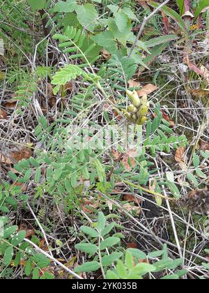 Kanadische Milchvetch (Astragalus canadensis) Stockfoto