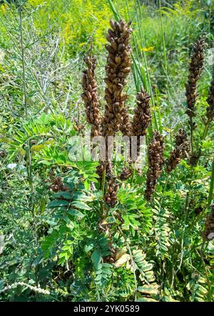 Kanadische Milchvetch (Astragalus canadensis) Stockfoto