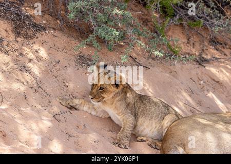 Südafrika, Botswana, Kgalagadi Transfrontier Park, Löwe (Panthera leo), Jungtier Stockfoto