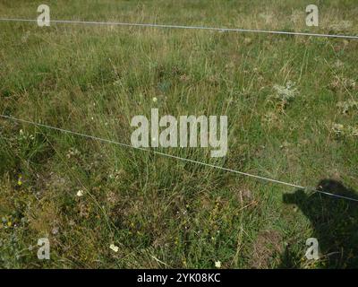 King Ranch Bluestem (Bothriochloa ischaemum) Stockfoto