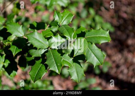 Holly geht im Sonnenlicht Stockfoto