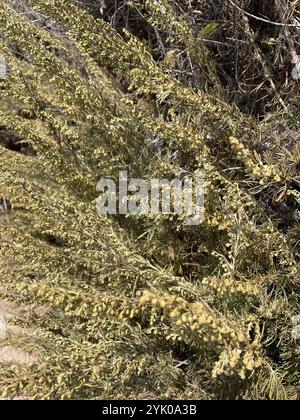 Kalifornischer Sagebrush (Artemisia californica) Stockfoto