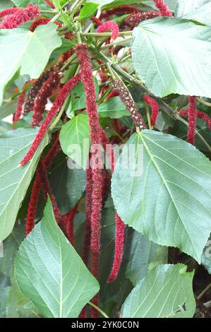 Amaranthus Caudatus Blumen, wie Love Lies Bleeding bekannt. Stockfoto