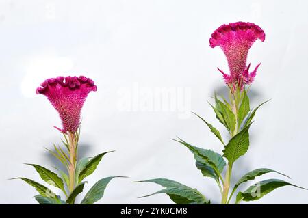 Celosia oder crested Huhn Blume Stockfoto