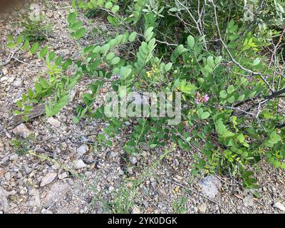 New Mexico Heuschrecke (Robinia neomexicana) Stockfoto
