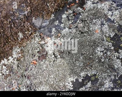 Gewürzter Steinschild (Xanthoparmelia conspersa) Stockfoto