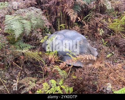 Westliche Santa Cruz Riesenschildkröte (Chelonoidis niger porteri) Stockfoto