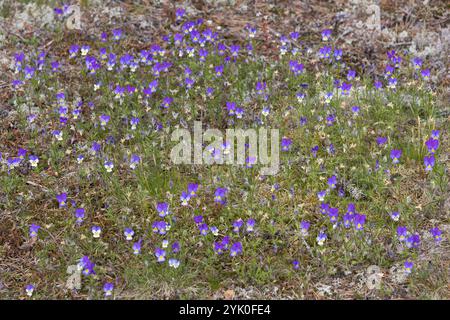 Wildes Stiefmütterchen, Acker-Stiefmütterchen, Gewöhnliches Stiefmütterchen, Stiefmütterchen, Wiesen-Stiefmütterchen, Wiesenstiefmütterchen, Ackerstie Stockfoto