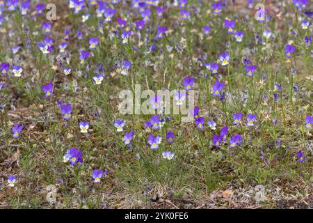 Wildes Stiefmütterchen, Acker-Stiefmütterchen, Gewöhnliches Stiefmütterchen, Stiefmütterchen, Wiesen-Stiefmütterchen, Wiesenstiefmütterchen, Ackerstie Stockfoto