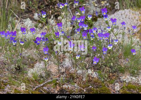 Wildes Stiefmütterchen, Acker-Stiefmütterchen, Gewöhnliches Stiefmütterchen, Stiefmütterchen, Wiesen-Stiefmütterchen, Wiesenstiefmütterchen, Ackerstie Stockfoto