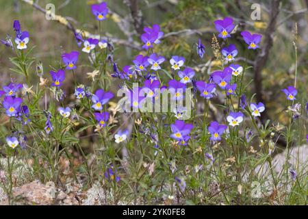 Wildes Stiefmütterchen, Acker-Stiefmütterchen, Gewöhnliches Stiefmütterchen, Stiefmütterchen, Wiesen-Stiefmütterchen, Wiesenstiefmütterchen, Ackerstie Stockfoto