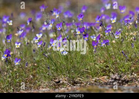 Wildes Stiefmütterchen, Acker-Stiefmütterchen, Gewöhnliches Stiefmütterchen, Stiefmütterchen, Wiesen-Stiefmütterchen, Wiesenstiefmütterchen, Ackerstie Stockfoto