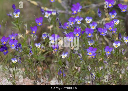 Wildes Stiefmütterchen, Acker-Stiefmütterchen, Gewöhnliches Stiefmütterchen, Stiefmütterchen, Wiesen-Stiefmütterchen, Wiesenstiefmütterchen, Ackerstie Stockfoto