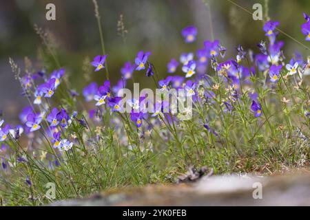 Wildes Stiefmütterchen, Acker-Stiefmütterchen, Gewöhnliches Stiefmütterchen, Stiefmütterchen, Wiesen-Stiefmütterchen, Wiesenstiefmütterchen, Ackerstie Stockfoto