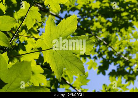 Berg-Ahorn, Bergahorn, Ahorn, Acer pseudoplatanus, Sycamore, Erable sycomore, Platanahorn, L’érable sycomore, Blatt, Blätter, Blatt, Blätter Stockfoto