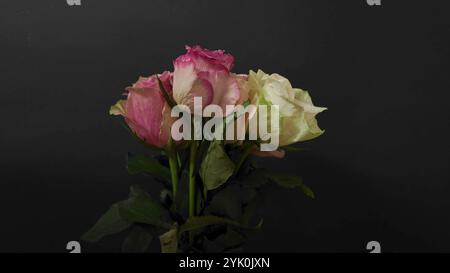 Strauß aus verschiedenfarbigen Rosen auf schwarzem Hintergrund. Mehrfarbige Rosen auf dunklem Hintergrund Stockfoto