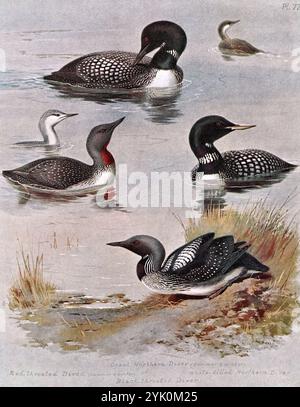 Great Northern Diver (Gavia immer), Red throated Diver (Gavia Stellata), Black throated Diver (Gavia arctica), White Billed Diver (Gavia adamsii), Vintage Aquarellillustration von 1915. Original des schottischen Künstlers Archibald Thorburn. Stockfoto