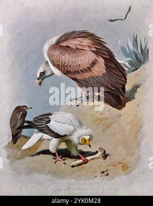 Griffongeier (Gyps fulvus) und ägyptischer Geier (Neophron percnopterus), Vintage Aquarellillustration aus dem Jahr 1915. Original des schottischen Künstlers Archibald Thorburn. Stockfoto