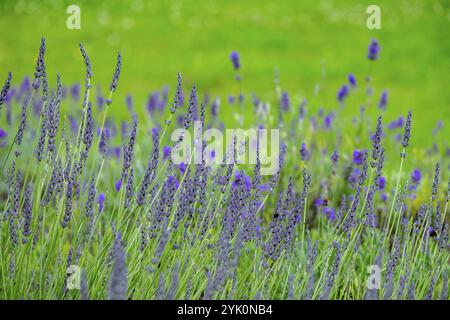 Lavendel in Blüte, Nordrhein-Westfalen, Deutschland, Europa Stockfoto