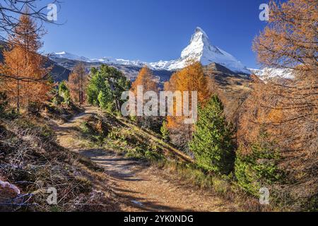 Wanderweg auf der Riffelalp mit goldgelben Lärchen und Matterhorn 4478m im Herbst, Zermatt, Mattertal, Wallis, Schweiz, Europa Stockfoto