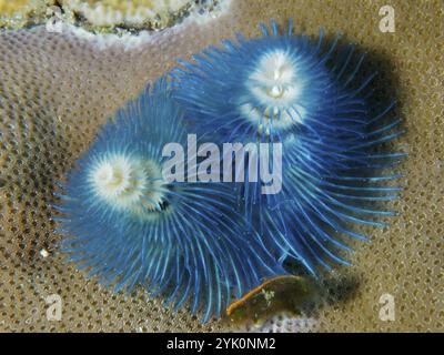 Zwei blaue Spiralwurmformen, der indopazifische Weihnachtsbaumwurm (Spirobranchus corniculatus), auf einer braunen Koralle in einer Meeresumgebung, Tauchplatz Pidada Stockfoto