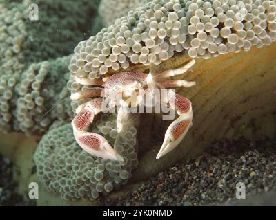 Eine Porzellankrabbe, gefleckte Porzellankrabbe (Neopetrolisthes maculatus), versteckt in einer Meeresanemone, Tauchplatz Puri Jati, Umeanyar, Bali, Indonesien, Asien Stockfoto