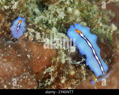 Zwei blaue Flachwürmer, Racing Stripe Whirlpool Wurm (Pseudoceros bifurcus), auf einem Korallenriff, Tauchplatz Spice Reef, Penyapangan, Bali, Indonesien, Asien Stockfoto