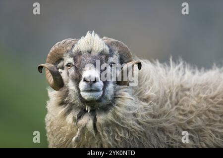 Schafböcke mit runden Hörnern, Schafe, Mykinen, Utoyggjar, Färöer Inseln, Dänemark, Europa Stockfoto