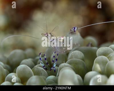 Kristallklare Garnelen, Saravati Anemonen Partner Garnelen (Ancylomenes sarasvati), auf grünen Korallen, Tauchplatz Gewürzriff, Penyapangan, Bali, Indonesien, ASI Stockfoto