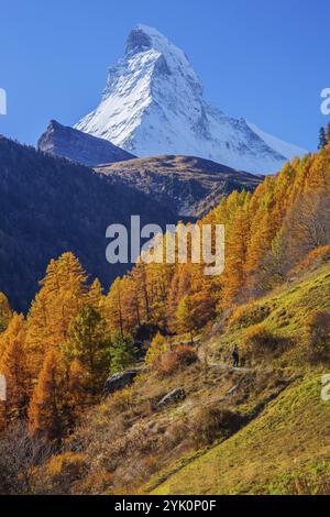 Herbstlandschaft mit Wanderweg und Matterhorn 4478m mit goldgelben Lärchen, Zermatt, Mattertal, Wallis, Schweiz, Europa Stockfoto